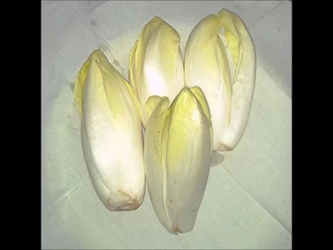 WSZYSTKO o uprawie - Cykoria - uprawa warzyw | infoUprawa