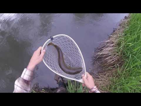 MONSTER 22"+ driftless brown trout! Amazing fight with 4 jumps! MUST SEE!!
