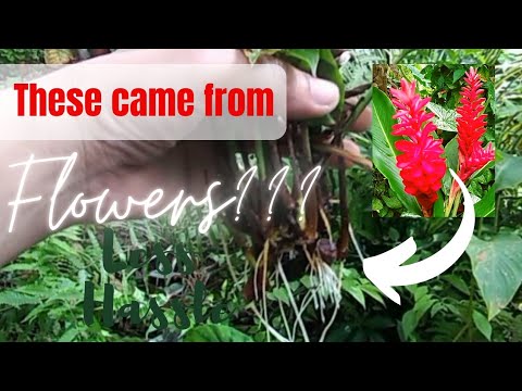 , title : 'Easy Red Ginger Propagation from Flowers Complete Guide + Care Tips'