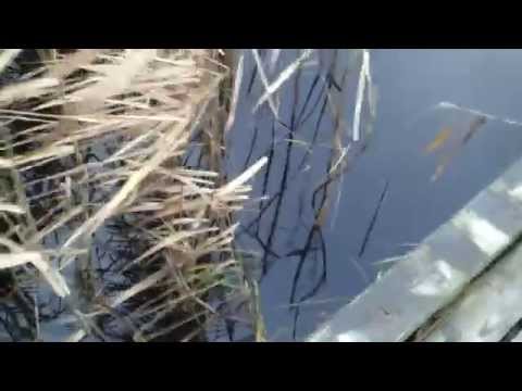 szczupak z jeziora Zbęchy