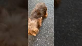 Video preview image #2 Yorkshire Terrier Puppy For Sale in WARSAW, IN, USA