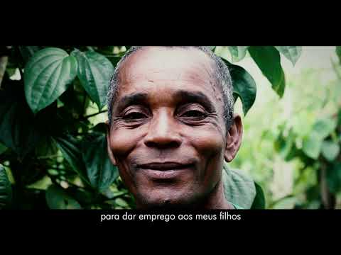 Pimenta-do-reino e Moringa