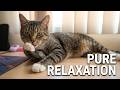 Pure Relaxation With Phoenix The Grey Tabby Cat