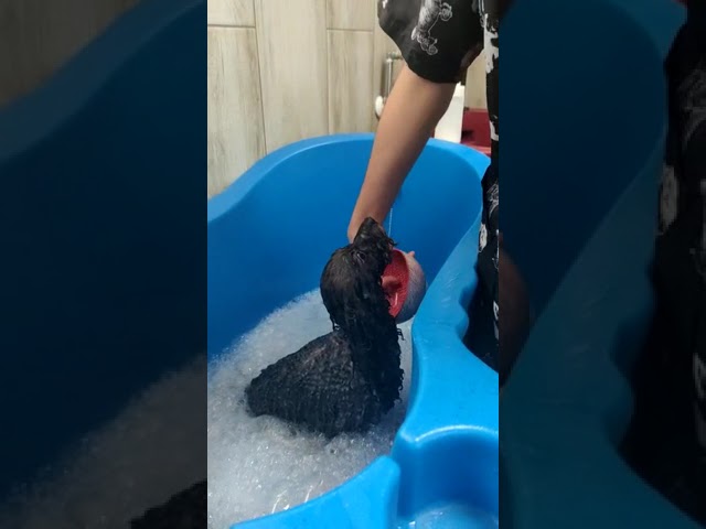 Vídeo relacionado con Terapias naturales para perros