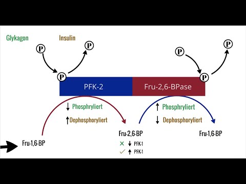 Regulation der Glykolyse | Kohlenhydratstoffwechsel 2 | Glykolyse.