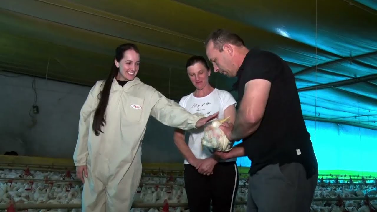 Como manter a ambiência dentro do aviário e evitar estresse térmico entre os animais?