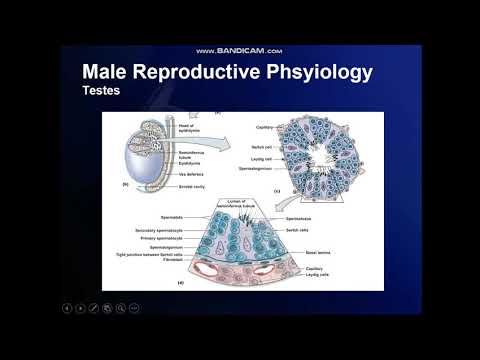 Physiology of Male Reproductive System