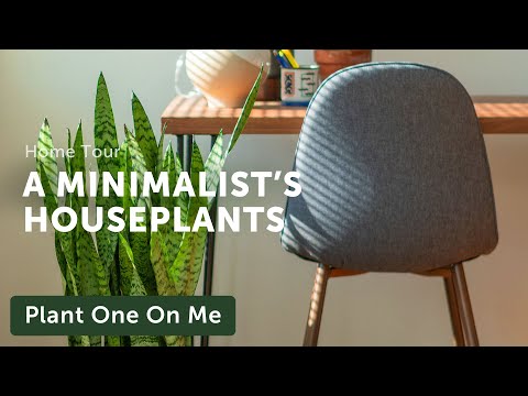 A MINIMALIST'S Houseplant Home Tour — Ep 200