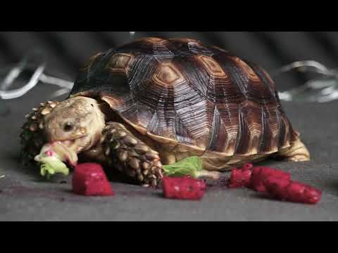 Turtle Tortoise Eating 먹방 🍉 animal asmr eating food 먹방 🐢