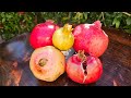 Tasting 5 Pomegranates Wonderful Parfianka Desertnyi Erin And Eversweet Variety