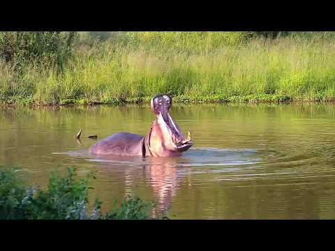 Djuma: Hippo being active - 17:11 - 02/27/20
