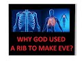 Why Did God Use A Rib To Make Eve The ...