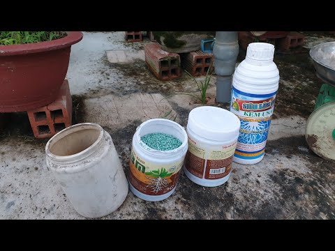 Tưới phân định kỳ mai vàng tháng 5 âm lịch