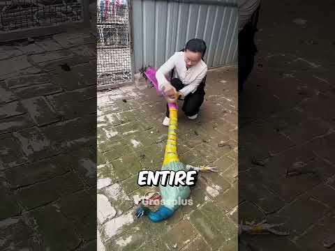 Why peacocks are wrapped by tape? #shorts #science