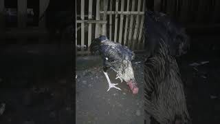 Download lagu Ayam wido birkok klasik pembawa hoky boskuh...😁😍 mp3