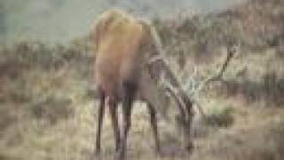 preview picture of video 'Autumnwatch Stags Percy and Caesar 9 March 2008'