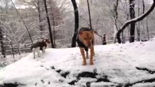 Red and Grace snow 2013