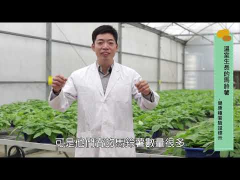 健康種苗 馬鈴薯篇