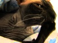 Мягкие лапки у кота!!! 