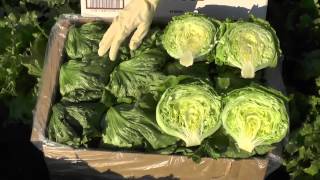 preview picture of video 'Live From the Fields: Iceberg Lettuce in Huron, California'