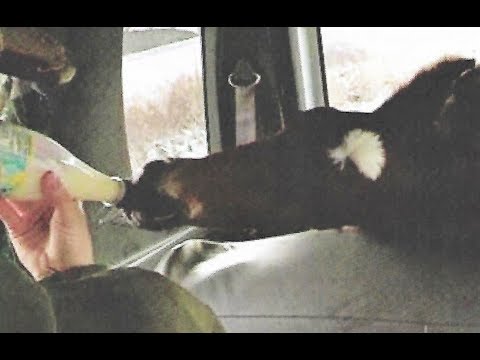 Cute Little Horse Had A Tough Start, But Now She's A Winner