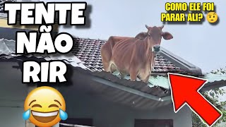 TENTE NÃO RIR: OS MELHORES VÍDEOS DA INTERNET #tentenaorir #videosengracados #humor #comedia #tiktok