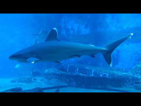 Sharks : Scavengers of the Seas - Documentary
