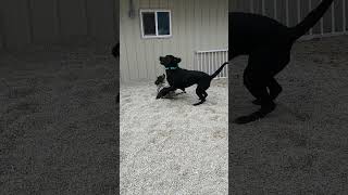 Video preview image #1 German Shorthaired Lab Puppy For Sale in Stover, MO, USA