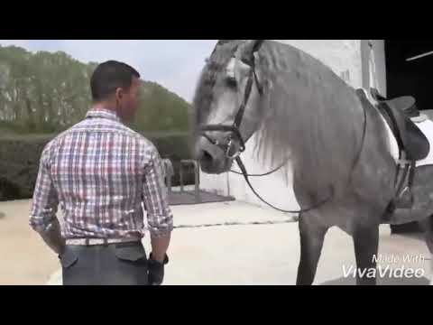 Stunning baroque and beautiful pre stallion who stands approx 168cm and has the sweetest nature.