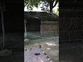 Kishani Video Kheti Badi Jaat Life