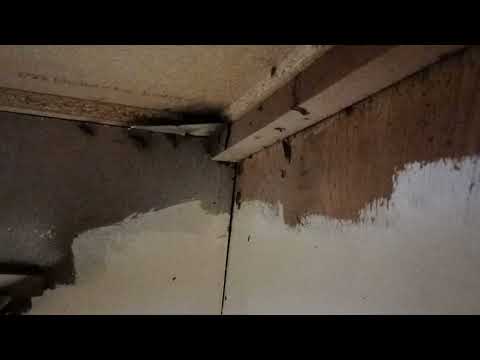 Cabinets Loaded with German Cockroaches in West Windsor, NJ