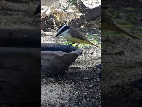 Birdday 144 Naranjero Tordo Benteveo 2508 25