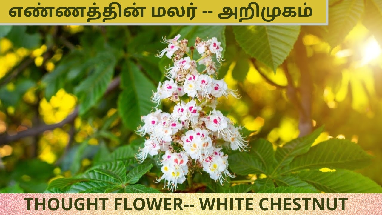 மலர் மருத்துவம் - WHITE CHESTNUT   32nd  REMEDY - DR.BACH FLOWER REMEDY (1)