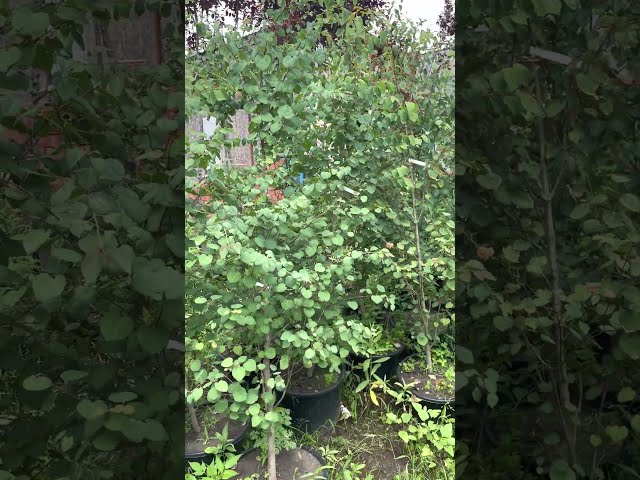 Багрянник японский