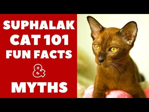 Suphalak Cats 101 : Fun Facts & Myths