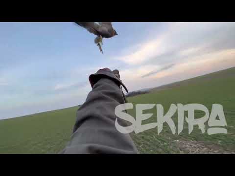 FALCONRY - “Large prey takedown by bighearted peregrine falcon”