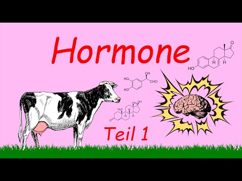 Grundlagen Hormone - Teil 1 | Podcast | Kuhles zum Kauen