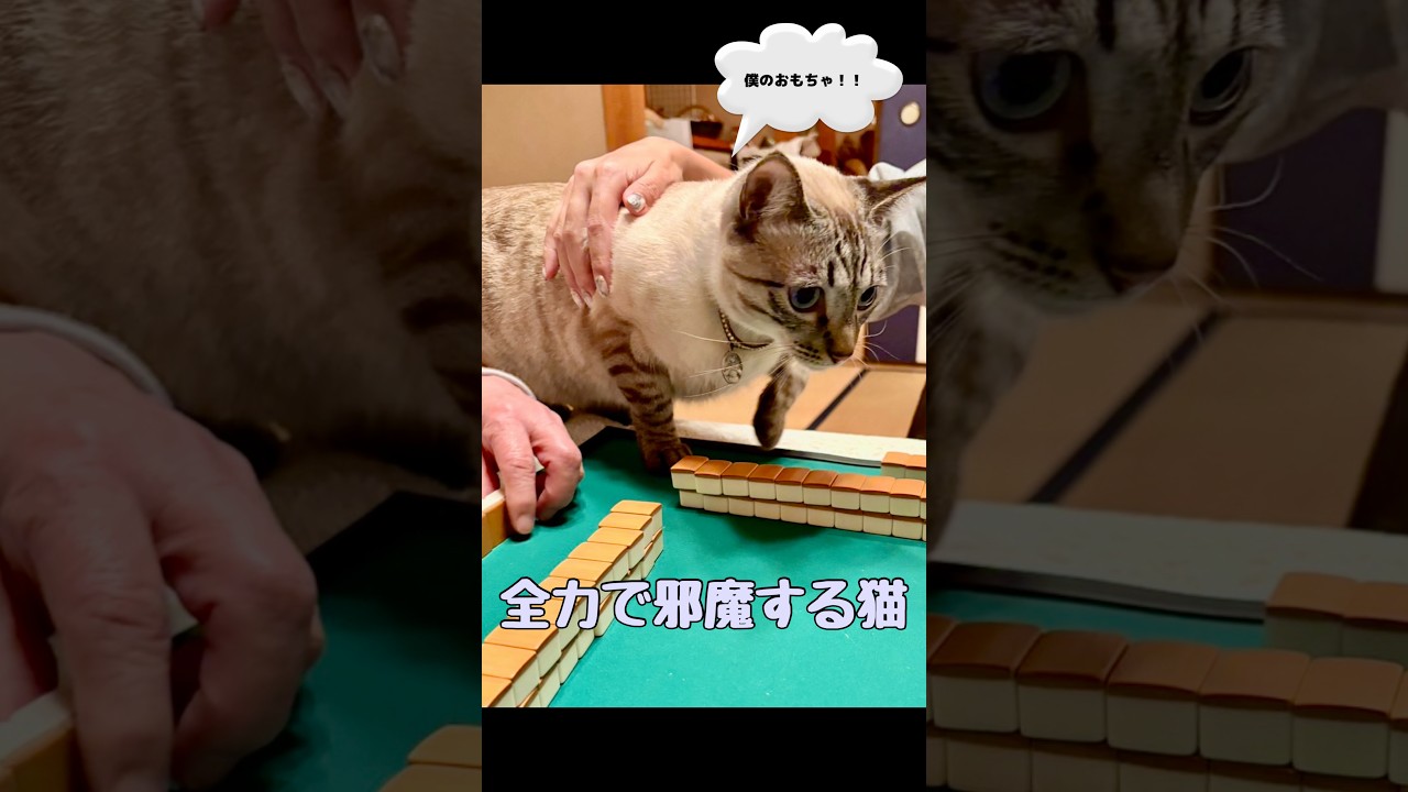 僕のおもちゃ返して！！！全力で取り返しにくる猫【保護猫ジルベール】 #cat #ネコ #保護猫