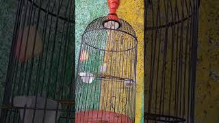 Download lagu BUXTONI SUKABUMI NEMBAK KENARIAN PANJANG!! #buxtoni #pleci #plecimania mp3