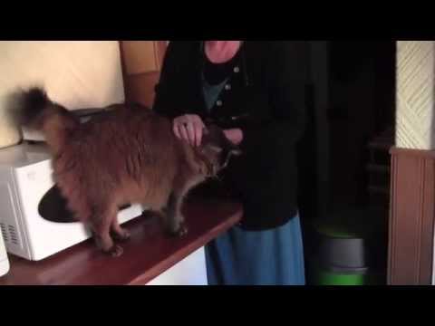 Cat Testing Greyhounds