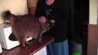Cat Testing Greyhounds