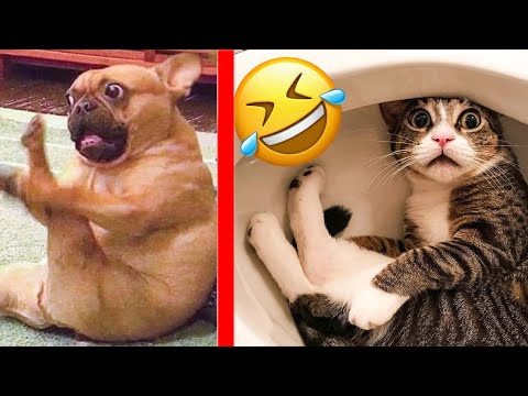 Witzige Tiere - Nicht Lachen Challenge Extrem Memes 😂| Lustige Tiere | Lustige Videos Zum Totlachen