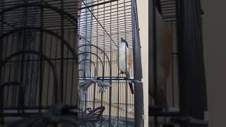 Download lagu Pentet lampung full isian gereja, kenari, lovebird, prenjak, kacer mp3