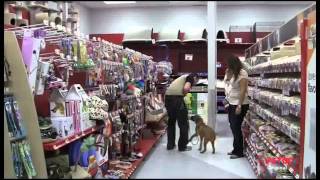 Petco Dog Training Class Overview
