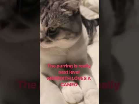 Taylor Swift's cat Meredith thumnail