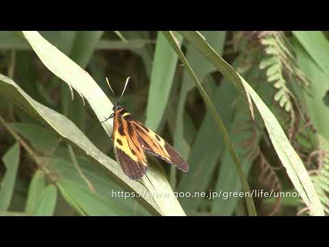 毒蝶に擬態したガ　