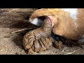 Cattle Pooping Compilation 牛拉粑粑合集