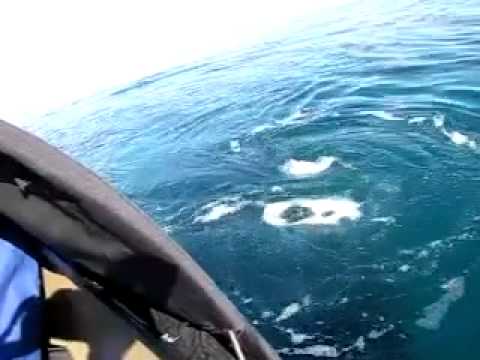 La balena fa visita ai pescatori
