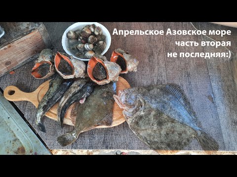 Апрельское азовское море часть вторая не последняя:)) дневная подводная охота 2024 морская охота