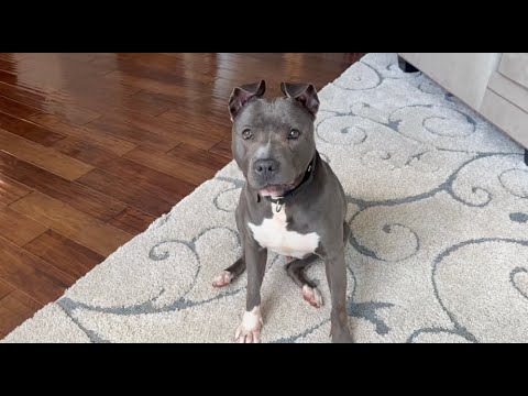 Cobie, an adopted Cane Corso & Pit Bull Terrier Mix in Phoenixville, PA_image-1